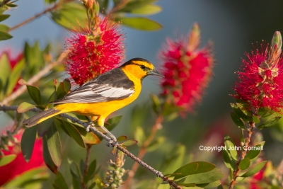Bullocks-Oriole;Icterus-bullockii;One;Oriole;avifauna;bird;birds;color-image;col